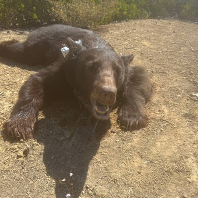 Public Land Black Bear hunt