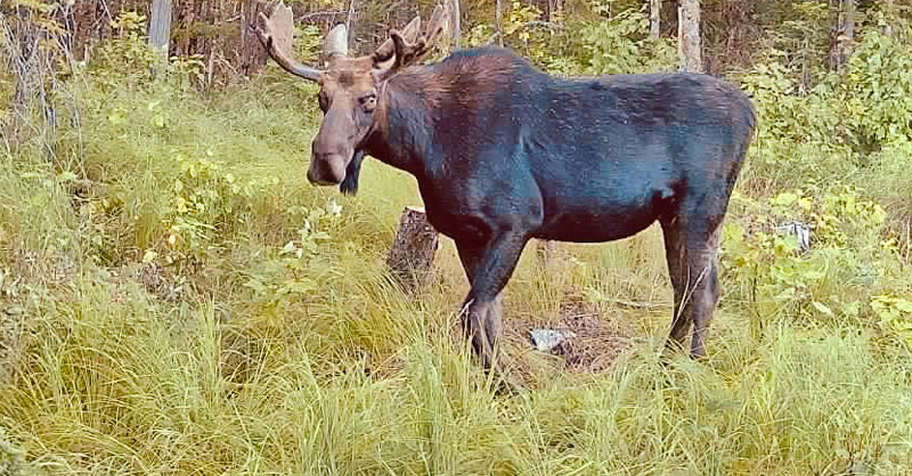 Fall Moose - Hunting in New Brunswick