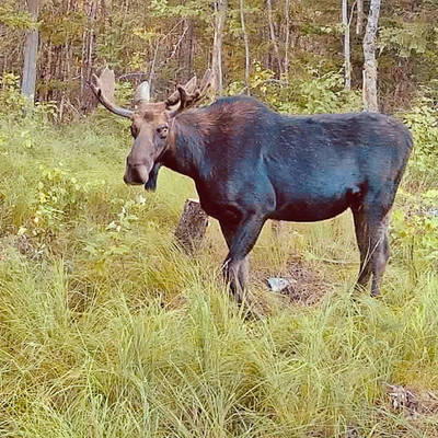 Fall Moose - Hunting in New Brunswick