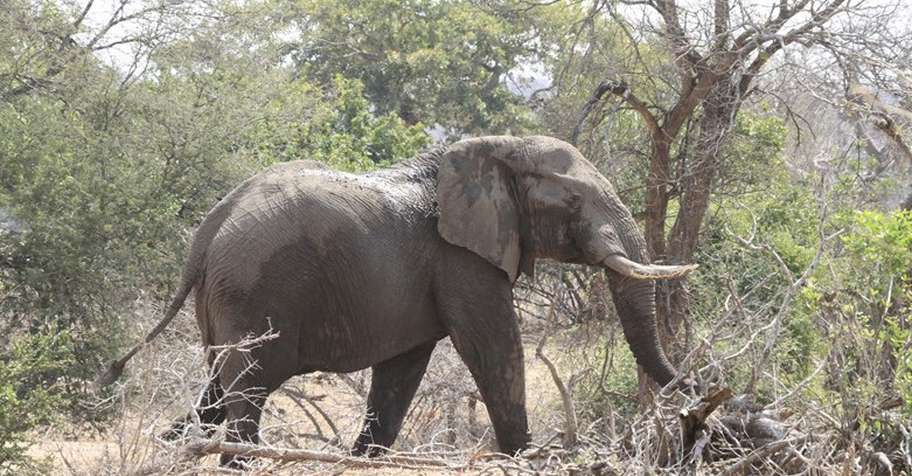 Elephant Hunt - Save Valley 2026