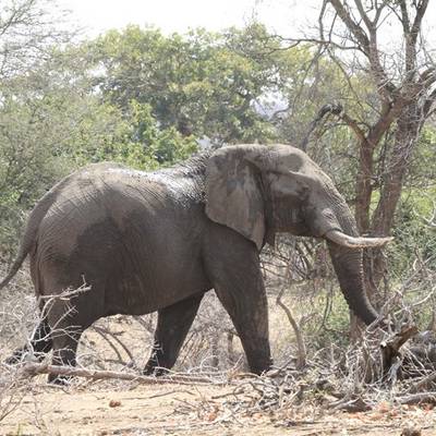 Elephant Hunt - Save Valley 2026