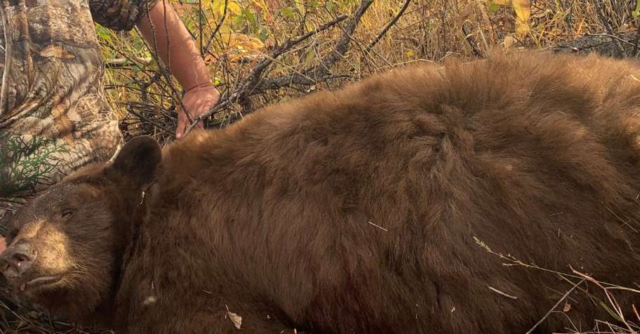 Color Phase oppt Bear Hunt 2026