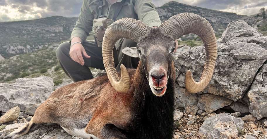 Free Range Mouflon Hunt in the Pyrenees