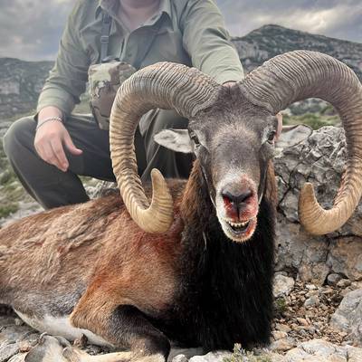 Free Range Mouflon Hunt in the Pyrenees