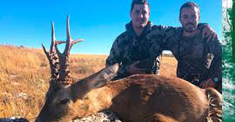 Corzo en el corazón de España.