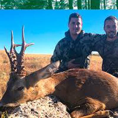 Corzo en el corazón de España.