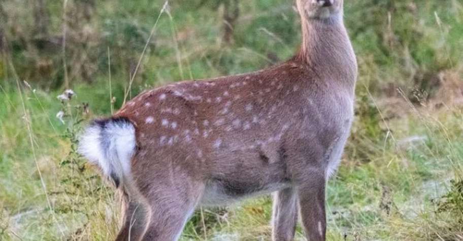 3 Days Hind Cull Hunt
