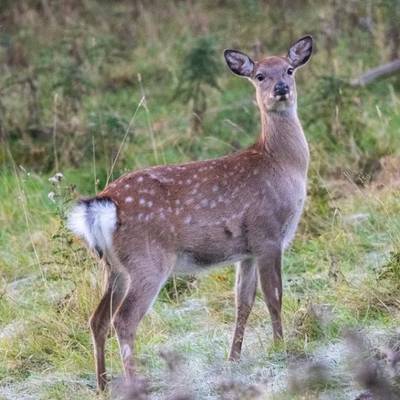 3 Days Hind Cull Hunt