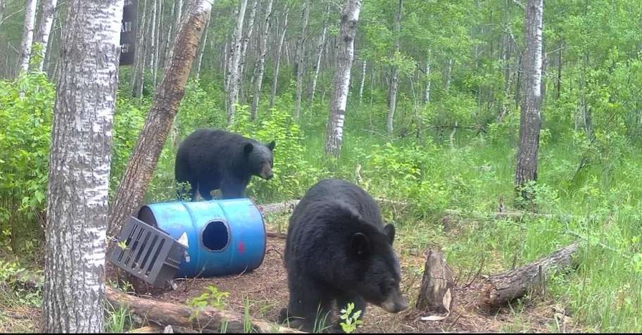 Fall Black Bear Hunting