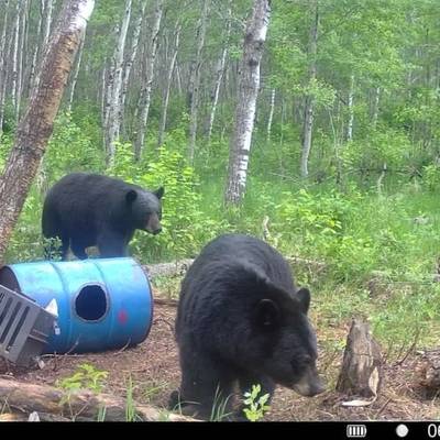 Fall Black Bear Hunting