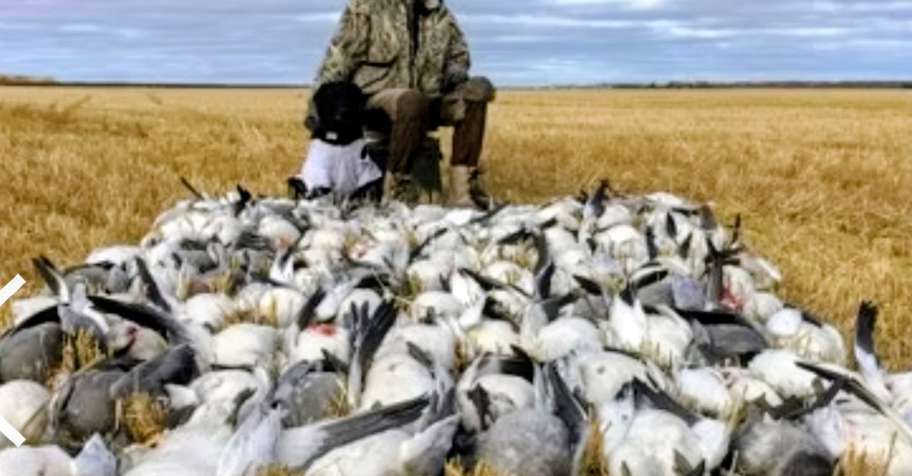 10 Waterfowl Hunts in 5 Days