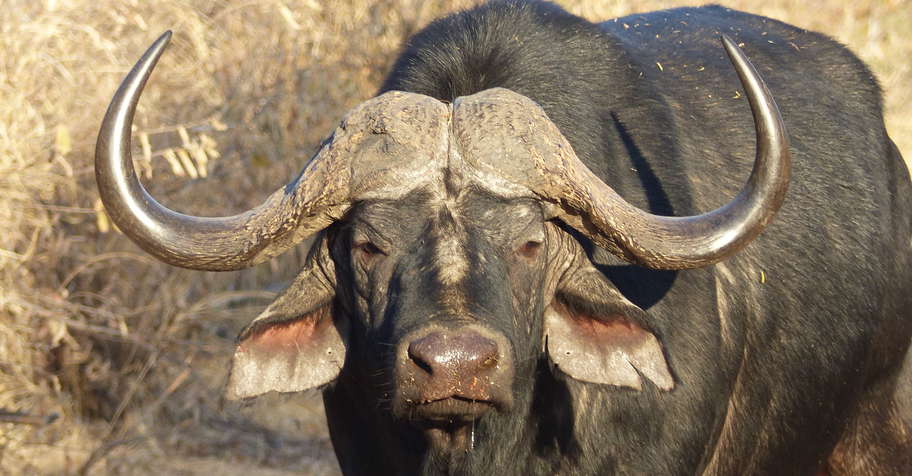 10 Day TZ Buffalo Safari (2x1)