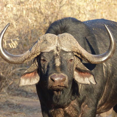 10 Day TZ Buffalo Safari (2x1)