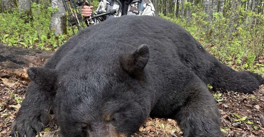 Alberta Spring Black Bear Hunt '27