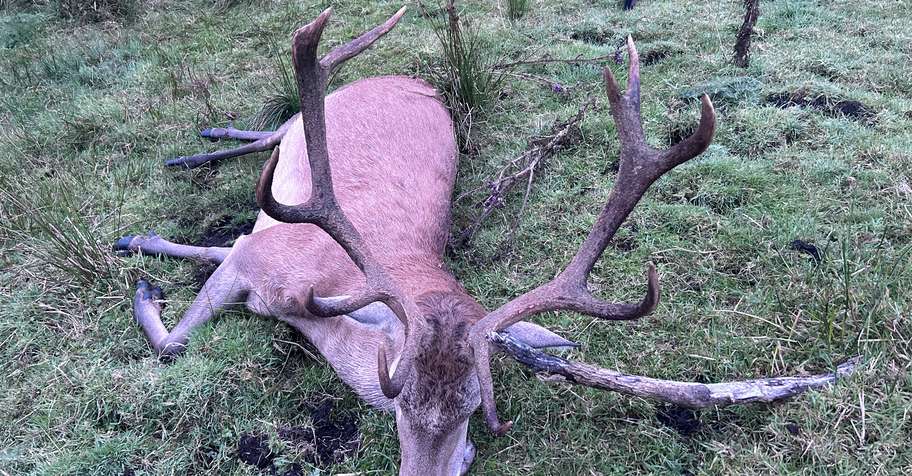 Red & Sika Stag Hunt