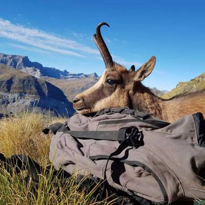 3 Day Pyrenean Chamois Hunt