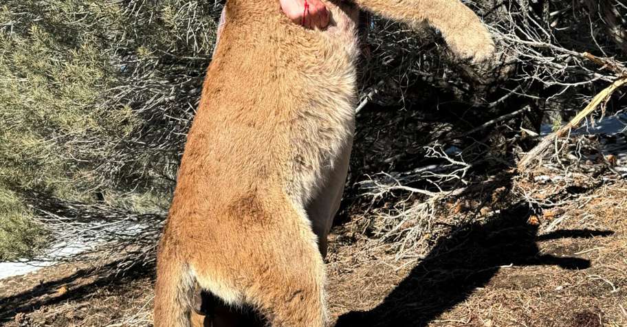 Mountain Lion Hunt