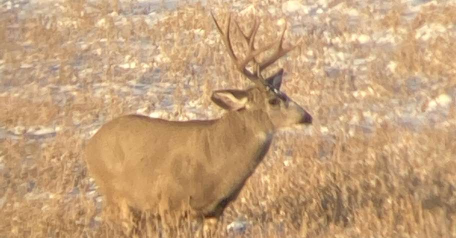 Foothills mule deer hunt 2x1 '27