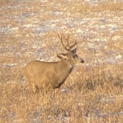 Foothills mule deer hunt 2x1 '27