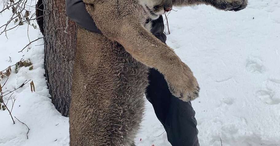Mountain Lion Hunt 2027