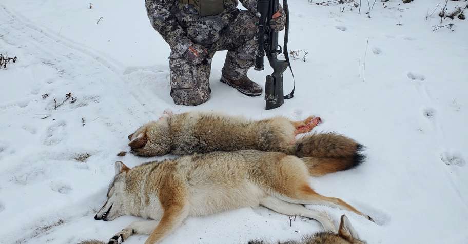 3 Days Coyote Hunt
