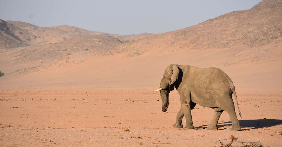 Hunting & Touring Safari 2026