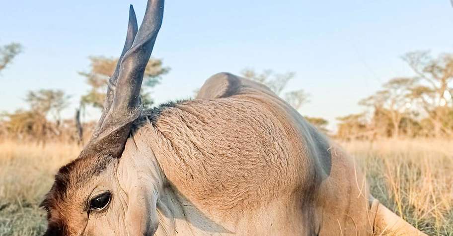 2x1 Safari Package Show Special