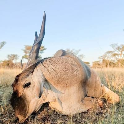 2x1 Safari Package Show Special