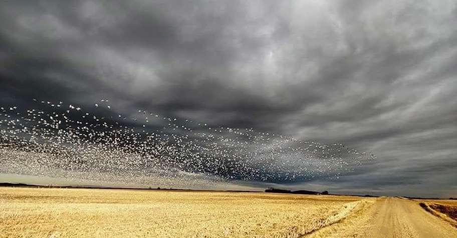 2027 Kansas conservation snowgoose