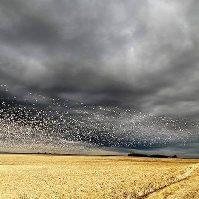 2027 Kansas conservation snowgoose