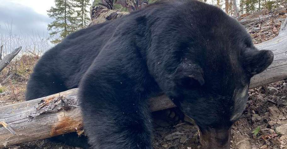 2027 Spring Black Bear Hunts 2:1