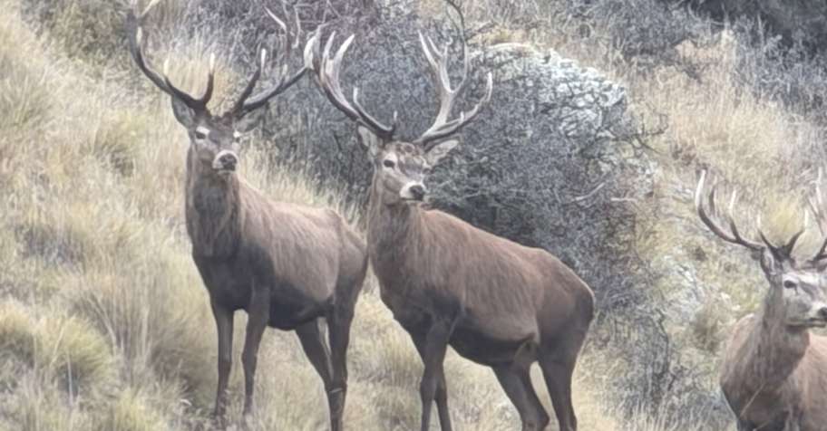 Free-range Red Stag, and tahr
