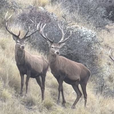 Free-range Red Stag, and tahr