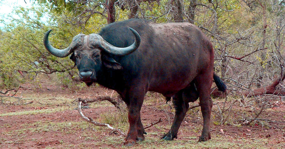 10 Day TZ Buffalo Safari (1x1)