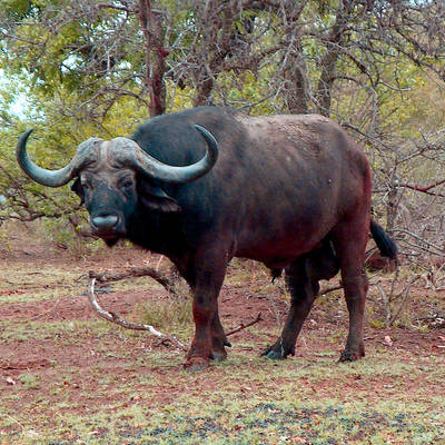 10 Day TZ Buffalo Safari (1x1)