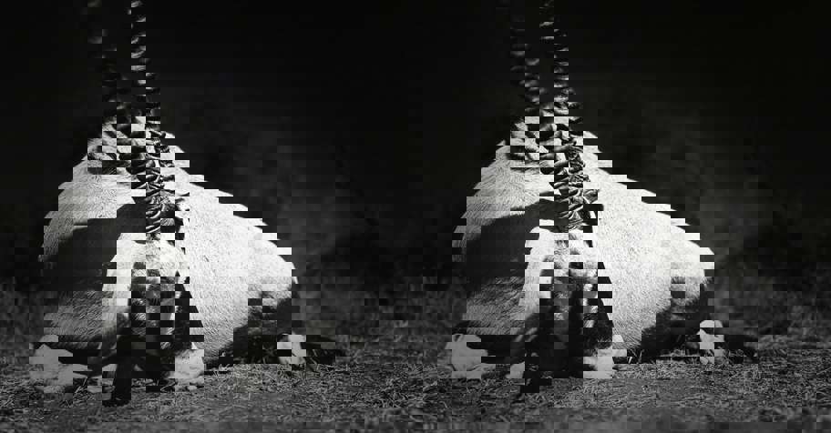 Exclusive Full House Plains Game Package