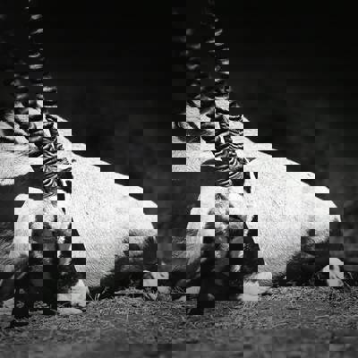 Exclusive Full House Plains Game Package