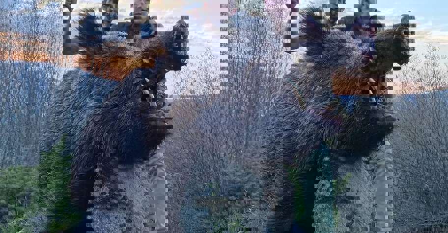 3-Trophy Boar Stalking Pack