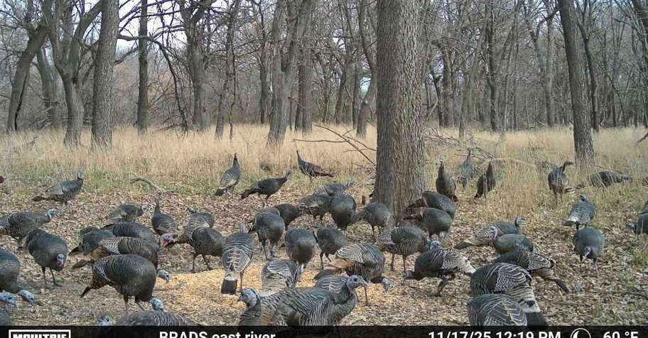 2026 Kansas Rio Turkey Hunt