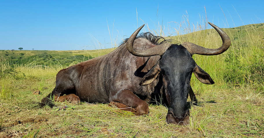 8 Day Zululand Culling Package (2x1)