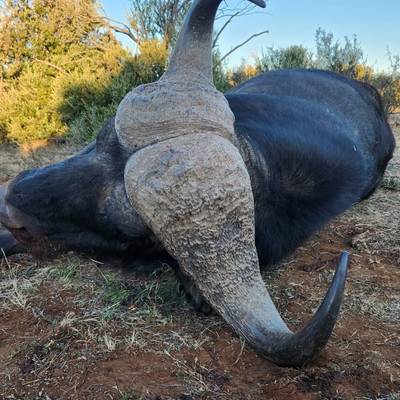 BUFFALO BASIC (with shoulder mount incl)