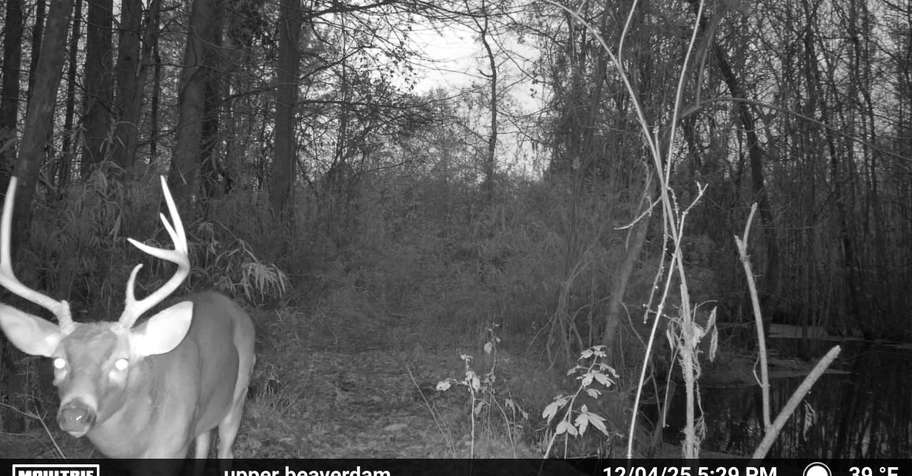 Deer/Hog afternoon Hunt