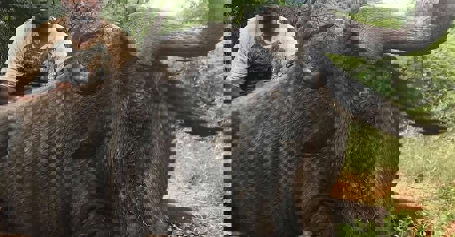 7 Day African Plains Intro (2x1)