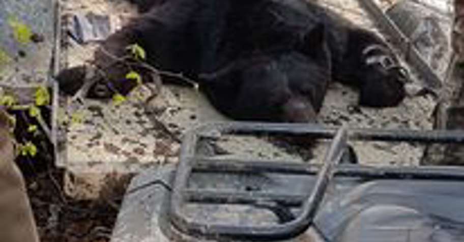 Alberta Big Bear Hunt '27
