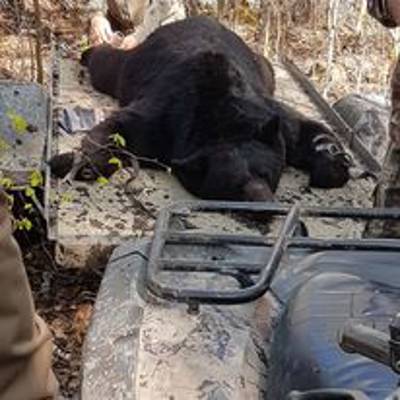 Alberta Big Bear Hunt '27