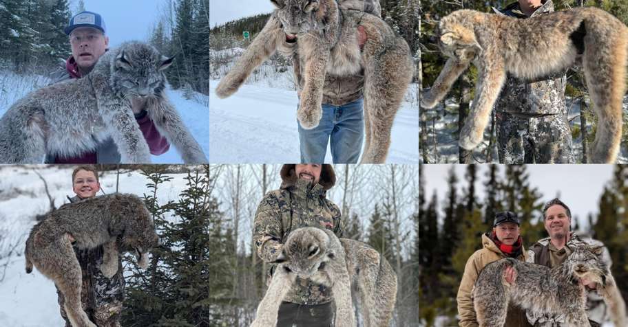 7 Day Lynx/Wolf Hunt 2026/2027