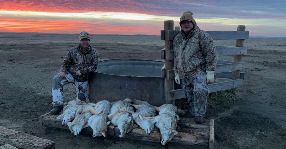 Coyote Hunt