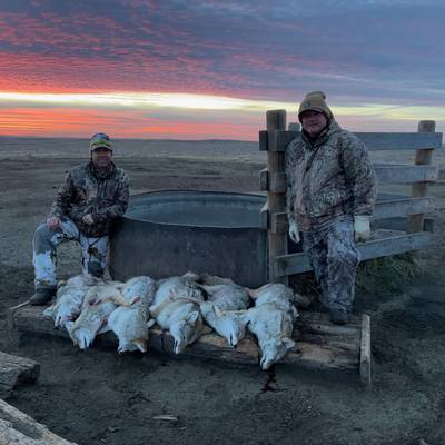 Coyote Hunt