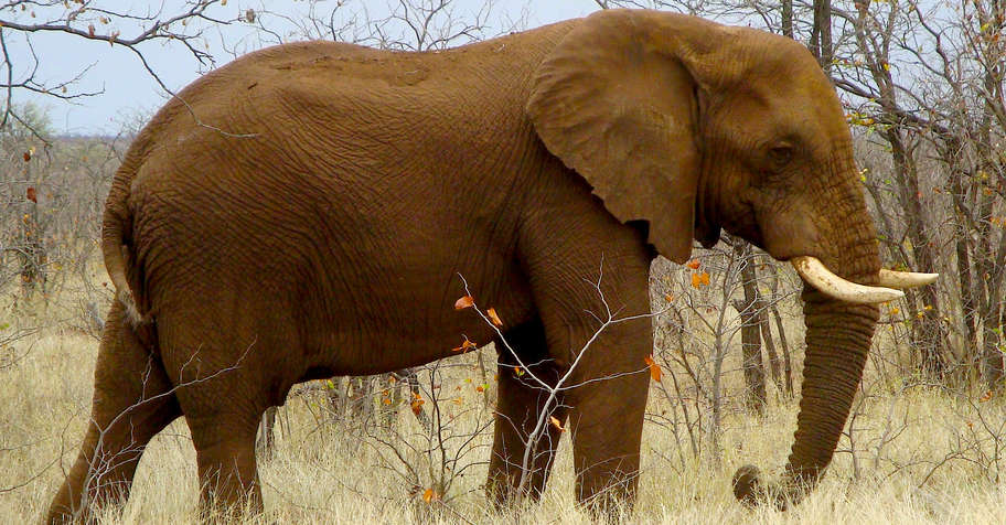 Non-export Elephant Hunt