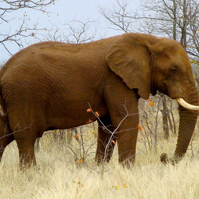 Non-export Elephant Hunt